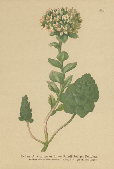 Stedsegrønne Orpine (Sedum anacampseros, Hylotelephium anacampseros) af German School