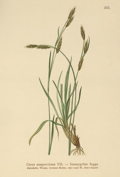 Stedsegrønt siv (Carex sempervirens) af German School