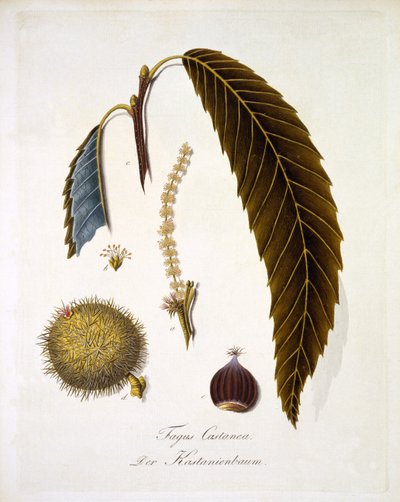 Fagus Castanea, fra 