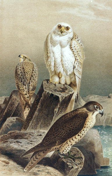 Falcon, plade fra "Brehms Tierleben: Allgemeine Kunde des Tierreichs", bind 6, s.215, udgivet af Bibliographisches Institut af German School