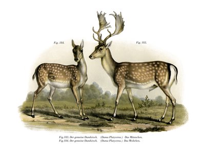 Dådyr, 1860 af German School