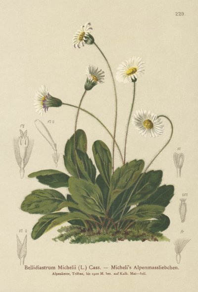 Falsk Aster (Bellidiastrum Michellii) af German School