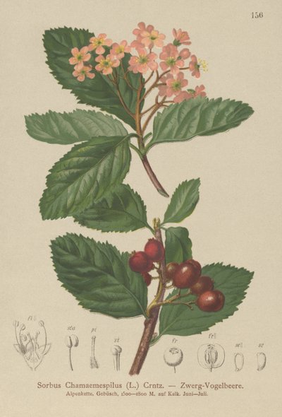 False Medlar (Sorbus chamaemespilus) af German School