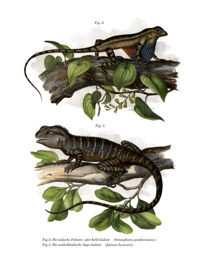 Fan-throated firben (farve litho) af German School