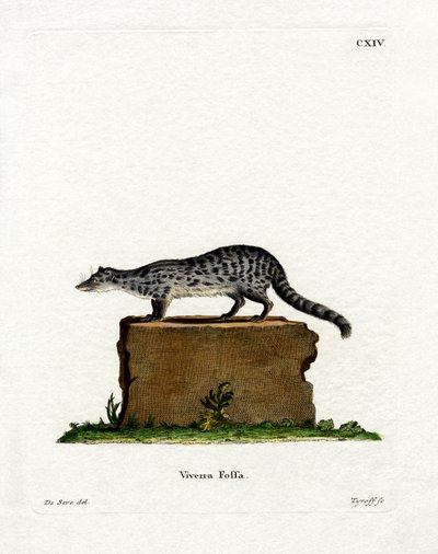 Fanaloka (farvet gravering) af German School