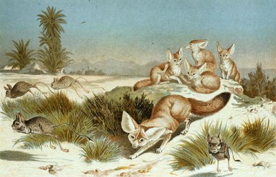 Fennec Fox, plade fra "Brehms Tierleben: Allgemeine Kunde des Tierreichs", bind 2, s.202, udgivet af Bibliographisches Institut af German School