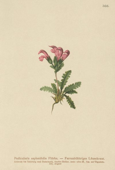 Bregnebladet Lousewort (Pedicularis asplenifolia) af German School