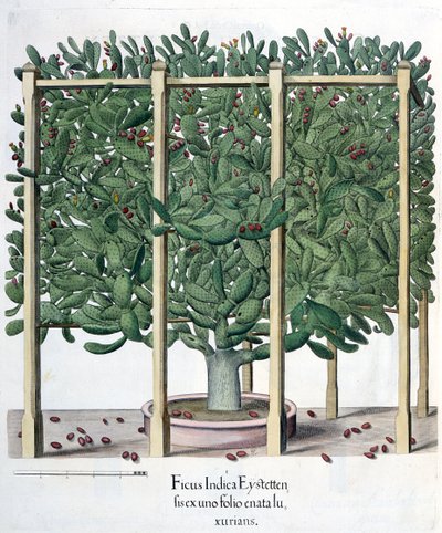 Ficus indica eystettensis, fra Hortus Eystettensis af Basil Besler (1561-1629), pub. 1613 af German School
