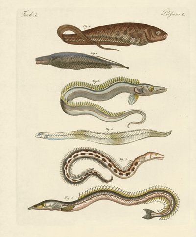 Fisk (farvet gravering) af German School