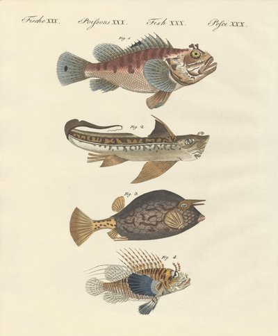 Fisk med en mærkelig form af German School