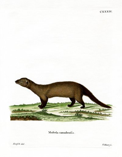Fisher (farvet gravering) af German School