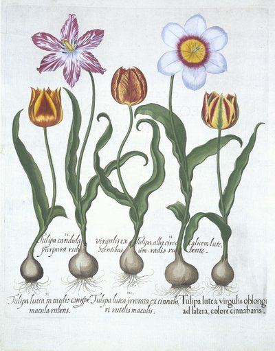 Fem tulipaner, fra Hortus Eystettensis, af Basil Besler (1561-1629) pub. 1613 (håndfarvet gravering) af German School