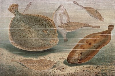 Flad fisk, tallerken fra Brehms Animal Life: General Knowledge of the Animal Kingdom, vol.8, s.224, udgivet af Bibliografisk Institut, 1892 af German School