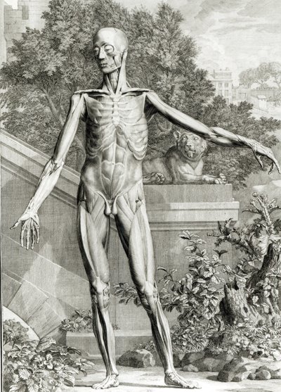Afflettet krop, fra Tables of the Skelet and Muscles of the Human Body af Bernard Siegfried Albinus (1697-1770) 1747 af German School