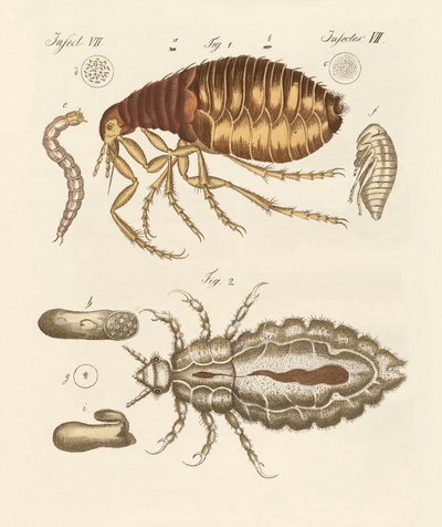 Lopper og insekter af German School