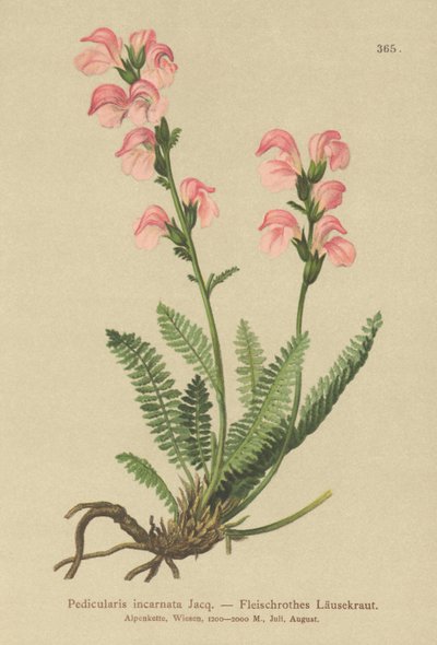 Kødrosa Lousewort (Pedicularis incarnata) af German School
