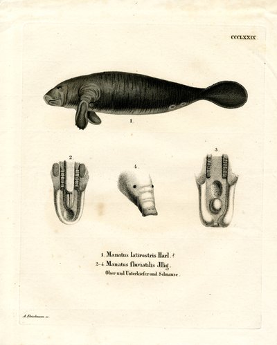 Florida Manatee (farvet gravering) af German School