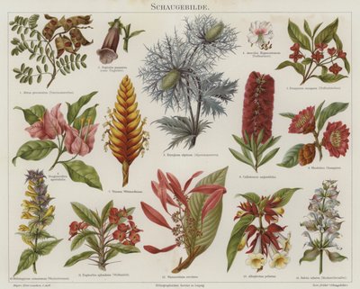 Blomster (farve litho) af German School