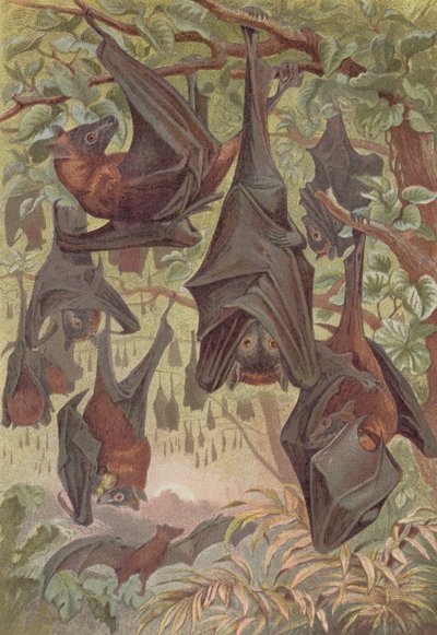 Flying Fox, tallerken fra Brehms Animal Life: General Knowledge of the Animal Kingdom, vol.1, s.344, udgivet af Bibliografisk Institut, 1890 af German School