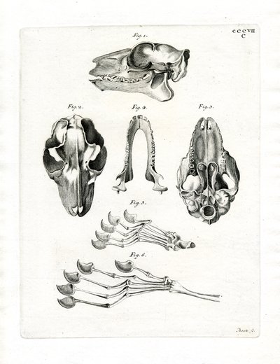 Flying Lemur Skull (farvet gravering) af German School