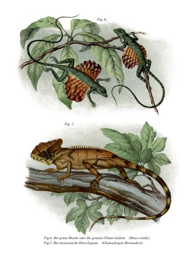 Flying Lizard (farve litho) af German School