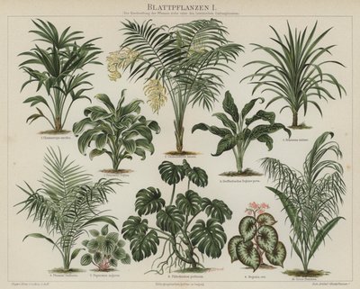 Løvplanter (farve litho) af German School