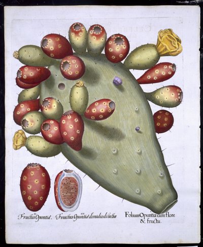 Folium Opuntia fra Hortus Eystettensis af Basil Besler (1561-1629) pub. 1613 (håndfarvet gravering) af German School