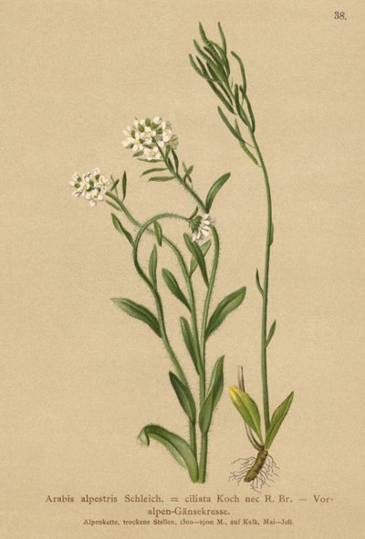 Foothills of the Alps Vægkarse (Arabis alpestris, Arabis ciliata) af German School