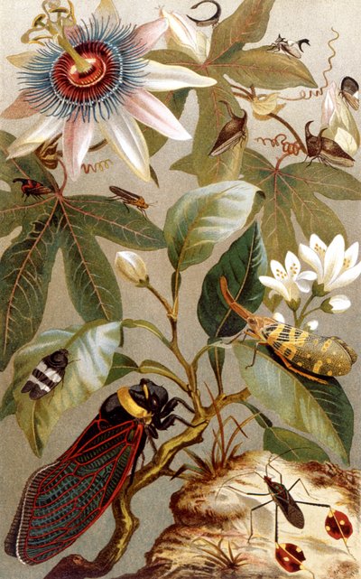 Foreign Cicadas, tallerken fra Brehms Animal Life: General Knowledge of the Animal Kingdom, bind 9, s.637, udgivet af Bibliografisk Institut, 1892 af German School