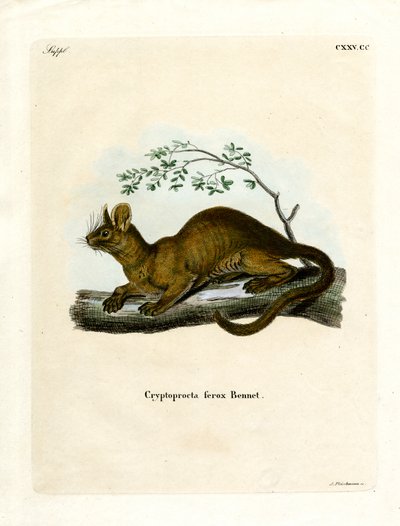 Fossa (farvet gravering) af German School