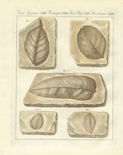 Fossiliserede blade fra primitiv tid (farvet gravering) af German School