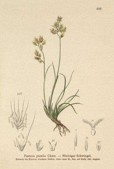 Firkløveret svingel (Festuca pumila, Festuca quadriflora) af German School