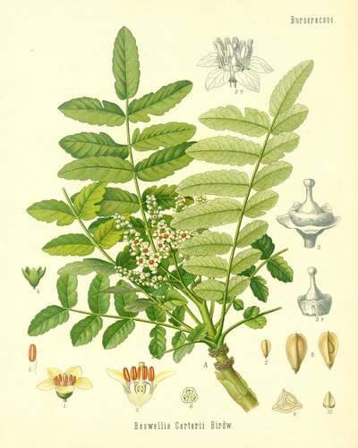Frankincense, illustration fra Koehlers Medicinal Plants, udgivet i 1887 af German School