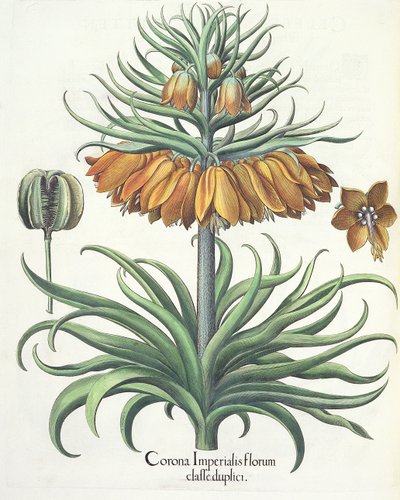 Fritillary: Crown of Imperial flowers af Basil Besler (1561-1629), pub. 1613 af German School