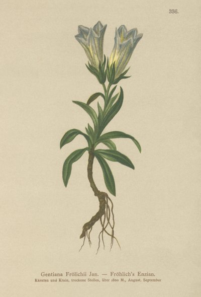 Froelich