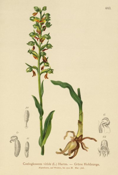 Frø Orkidé (Coeloglossum viride) af German School