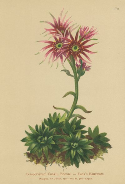 Funks Høne og kyllinger (Sempervivum Funkii) af German School