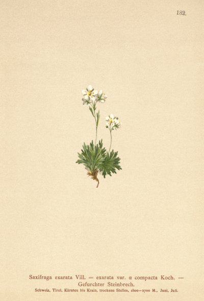 Rynket Saxifrage (Saxifraga exarata, Saxifraga exarata var. compacta, Saxifraga exarata ssp. moschata) af German School