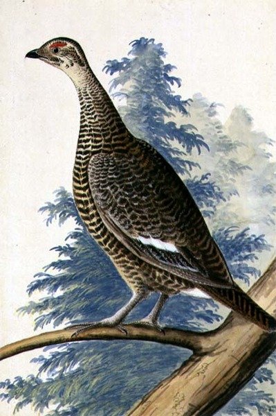 Game Bird, ca. 1740 (akvarel på papir) af German School