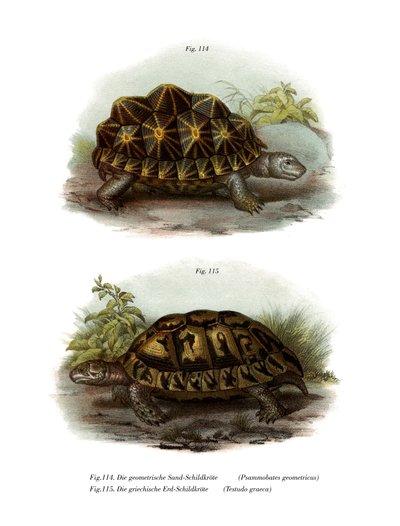 Geometrisk skildpadde (farve litho) af German School