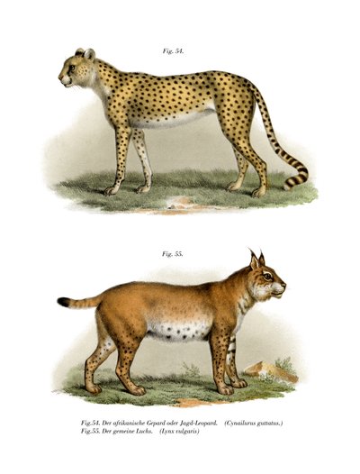 Gepard, 1860 af German School