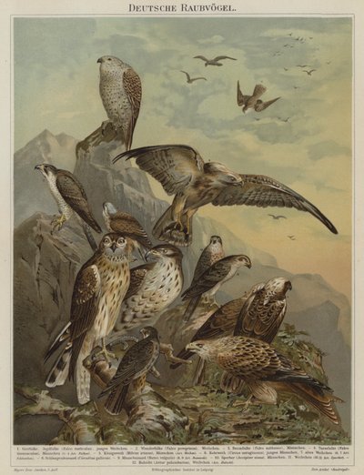 Tyske rovfugle (farve litho) af German School