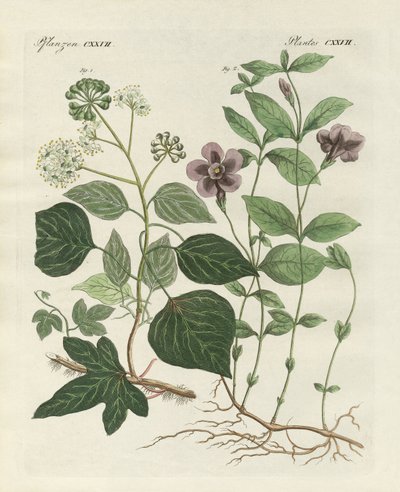 Tysk stedsegrøn plante (farvet gravering) af German School