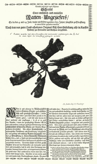 Kæmperotter fanget i Strasbourg i 1683 (gravering) af German School