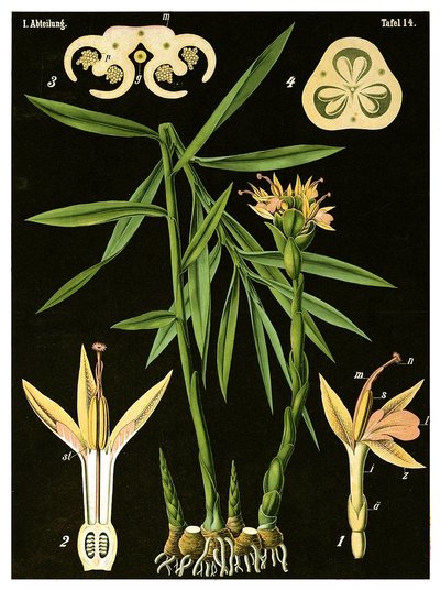 Ingefær (Zingiber officinale Roscoe) ca. 1890 (kromolitografi) af German School