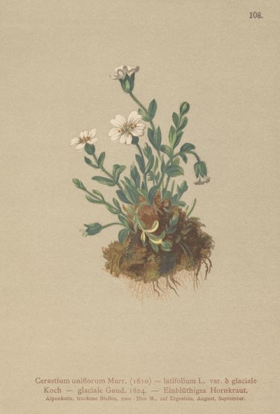 Gletsjer-musearter (Cerastium uniflorum, Cerastium latifolium var. glaciale, Cerastium glaciale) af German School