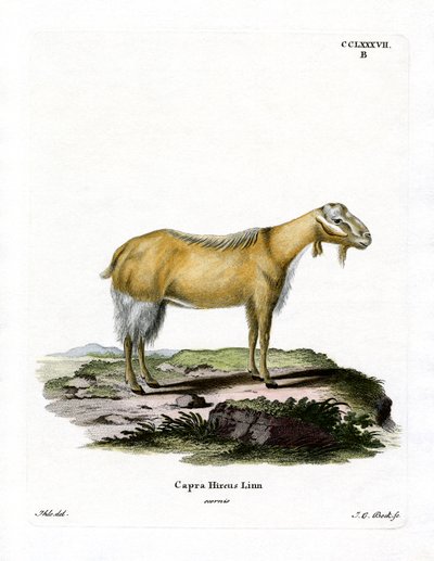 Ged uden horn (farvet gravering) af German School