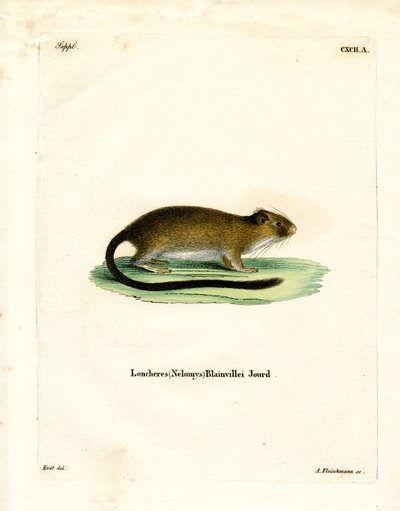 Golden Atlantic Tree Rat (farvet gravering) af German School