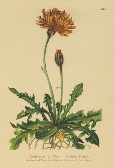 Gylden høgeskæg (Crepis aurea) af German School
