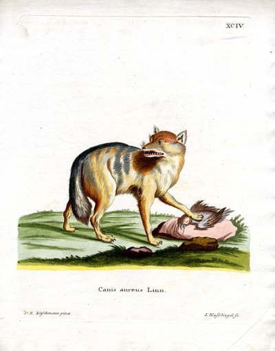 Guldsjakal (farvet gravering) af German School